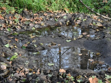 W poszukiwaniu śladów bytowania zwierząt w Lesie Łagiewnickim fot. O PKWŁ, 